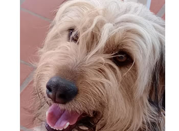 Teleguia Se extravío en Quequén 521 y 550. Perra responde al nombre de loba. Llamar al Tel. 2262-406446