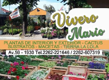 Teleguia Vivero Mario - Plantas de interior y exterior - Cactus - Tierra La Lola - Sustratos - Macetas Av.59 n 1930 Tel.2262-221646